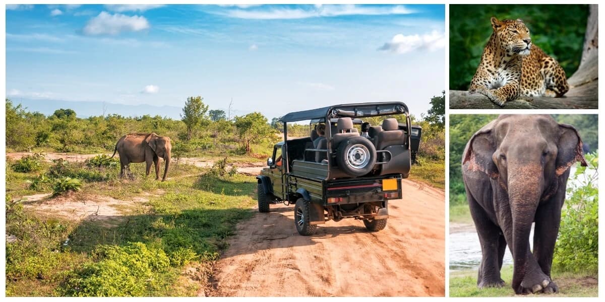 Yala or Wilpattu? A Lead Guide’s Raw Truth on the Ultimate Sri Lanka Safari