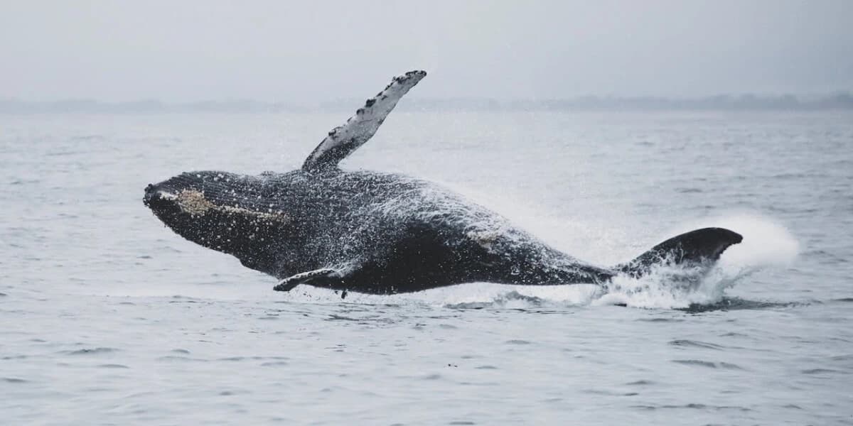 Whale Watching Sri Lanka 2026: Mirissa vs. Trincomalee Expert Guide