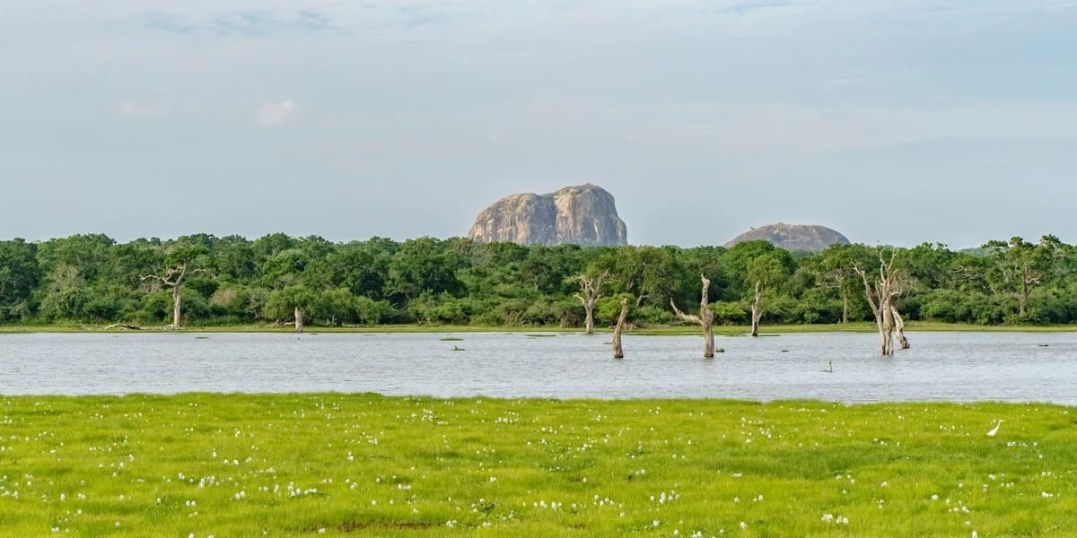 Yala National Park 2026: Is it Open? Crowds, Sightings, and Local Secrets