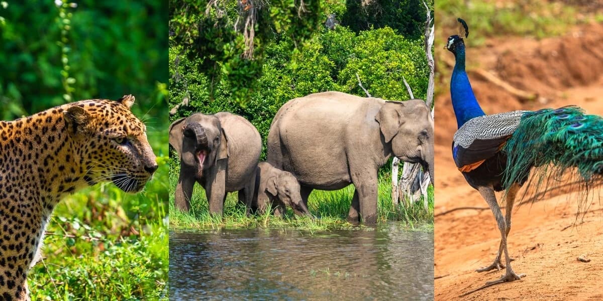 Yala National Park Safari: How to See a Leopard in the Wild Without Joining a Traffic Jam (2026 Guide)