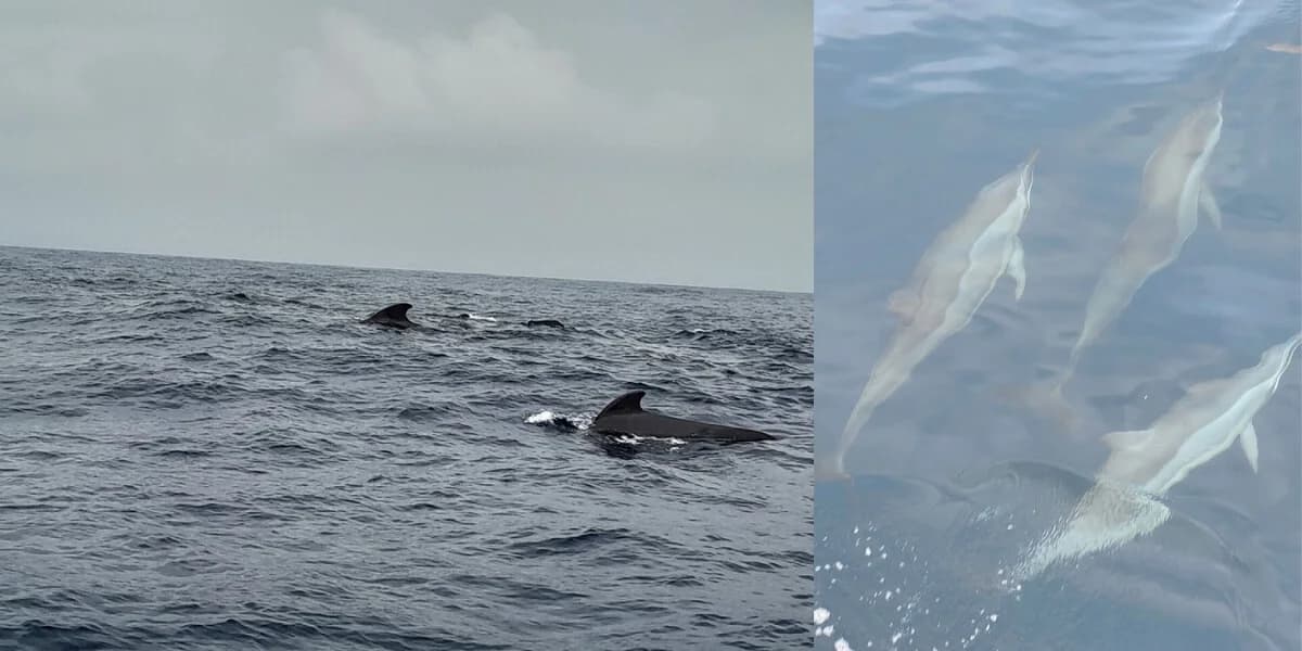 Whale Watching in Sri Lanka: Where the Largest Animals on Earth Swim Absurdly Close to Shore (2026)