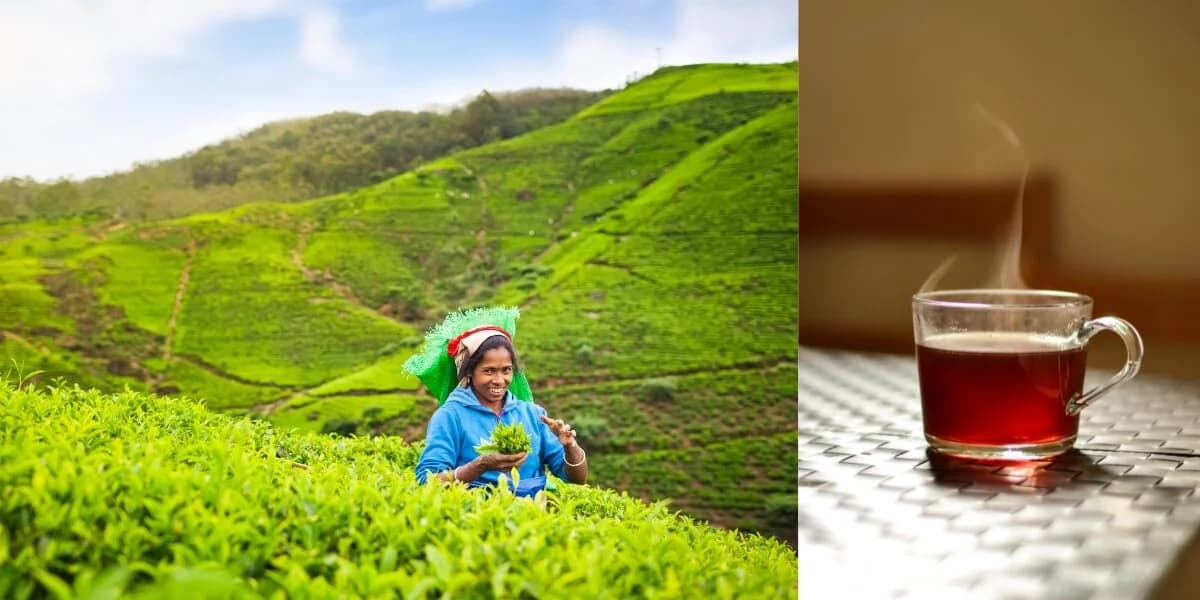 Ceylon Tea: The Drink That Built the Hill Country (And How to Actually Understand It) (2026)