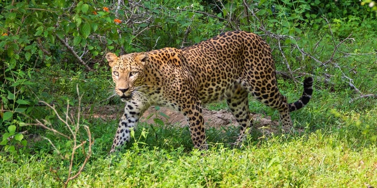 Cover image for Wilpattu or Yala? The Honest Guide to Choosing Your Sri Lanka Safari in 2026