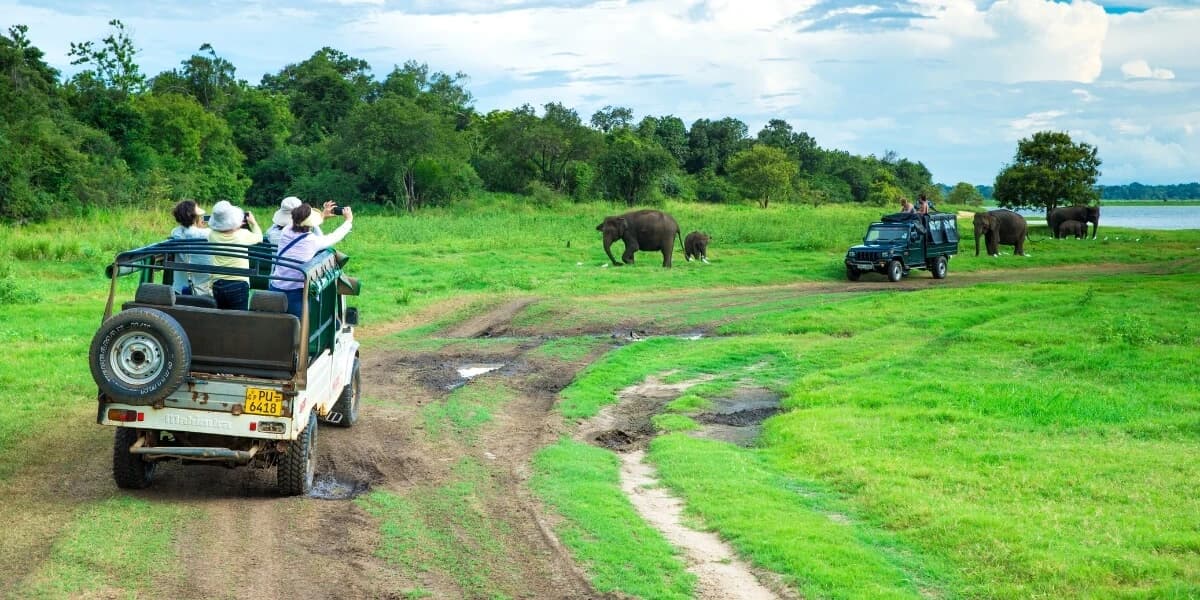 Cover image for Sri Lanka Safari Guide 2026: Which National Park Is Actually Worth Your $90 (And Which Ones Are a Glorified Traffic Jam)